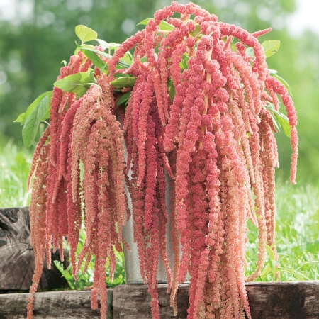 AMARANTHUS CORAL FOUNTAIN