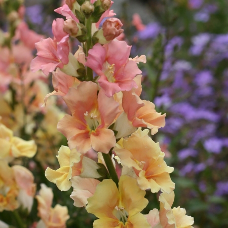 ANTIRRHINUM CHANTILLY PEACH F1