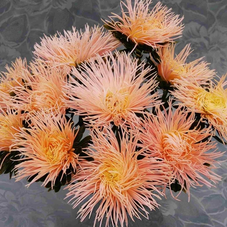 ASTER GIANT QUILLED CHAMPAGNE