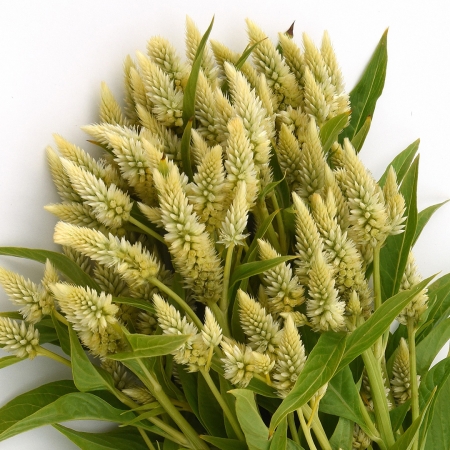 CELOSIA CELWAY WHITE
