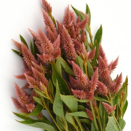 CELOSIA CELWAY SALMON