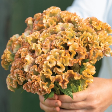 CELOSIA CRYSTAL BEAUTY