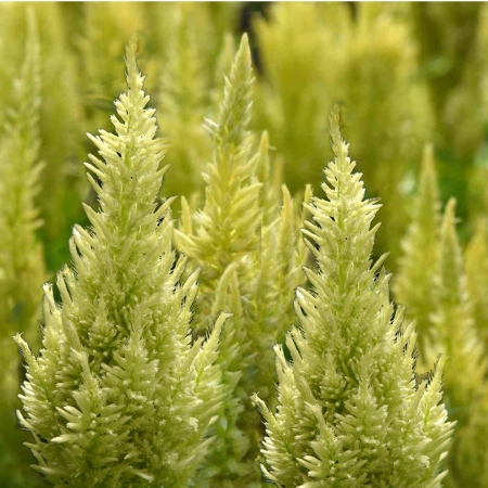 CELOSIA SUNDAY GREEN
