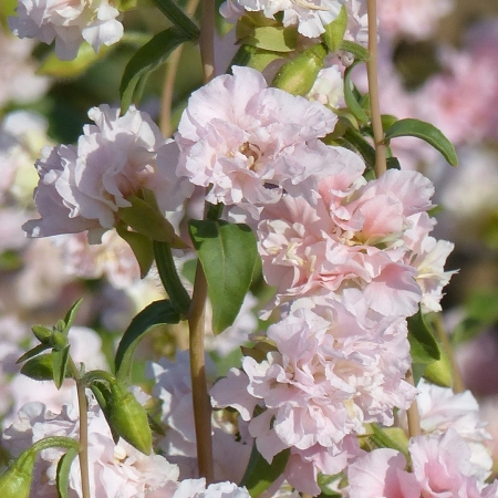 CLARKIA MAY BLOSSOM