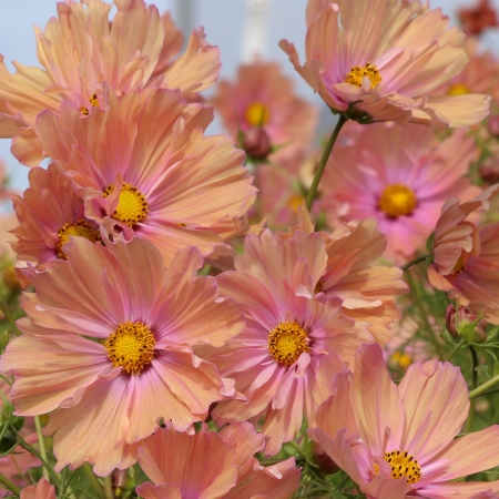 COSMOS APRICOTTA