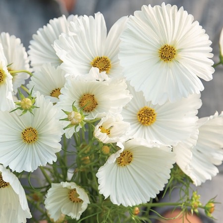 COSMOS CUPCAKES WHITE
