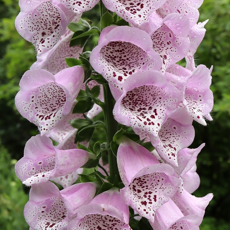 DIGITALIS CAMELOT LAVENDER F1