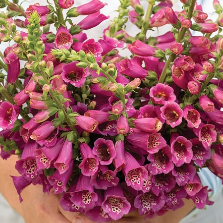 DIGITALIS CAMELOT ROSE F1