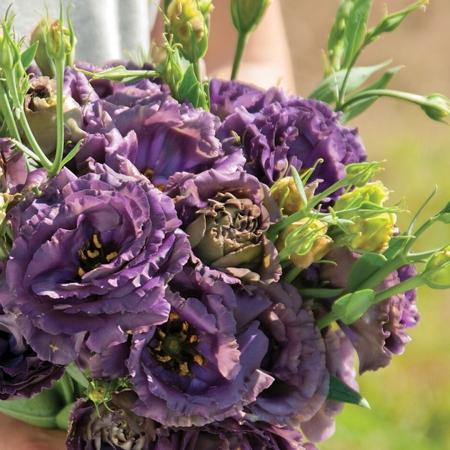 EUSTOMA ROSANNE BLACK PEARL F1