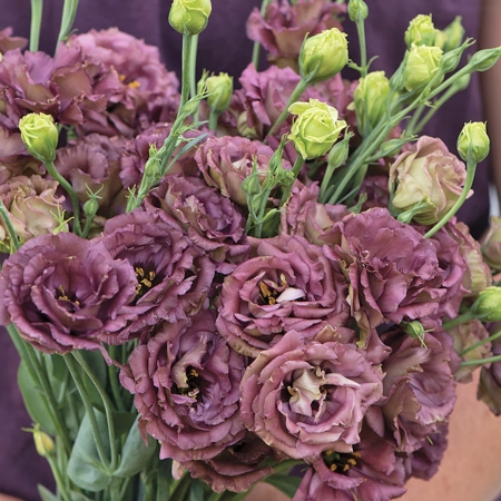 EUSTOMA ROSANNE DEEP BROWN F1