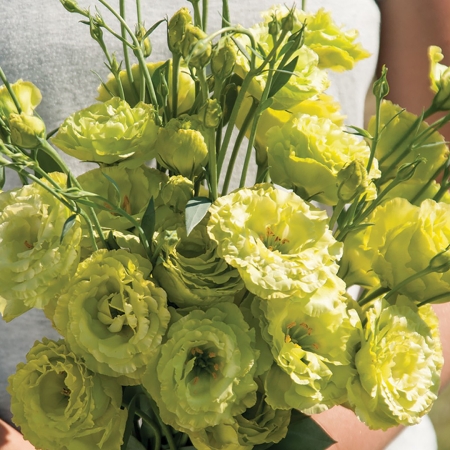 EUSTOMA ROSANNE GREEN F1