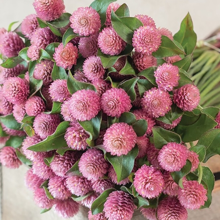 GOMPHRENA RASPBERRY CREAM