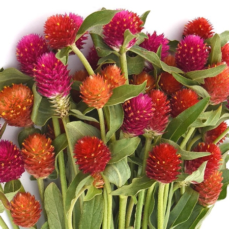 GOMPHRENA GLOBOSA LOLLYPOP SEEDS A Z