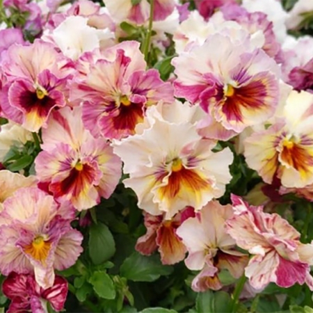 PANSY CHIANTI MIXED