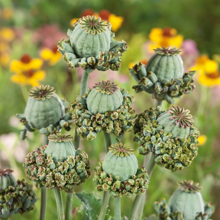PAPAVER HEN & CHICKENS