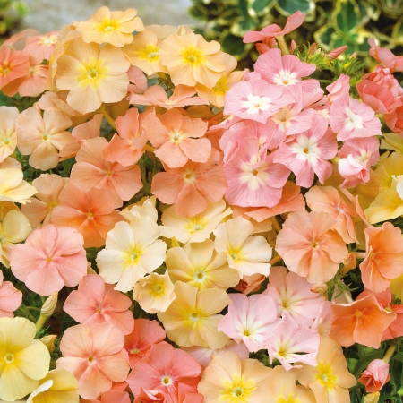 PHLOX DRUMMONDII CORAL REEF