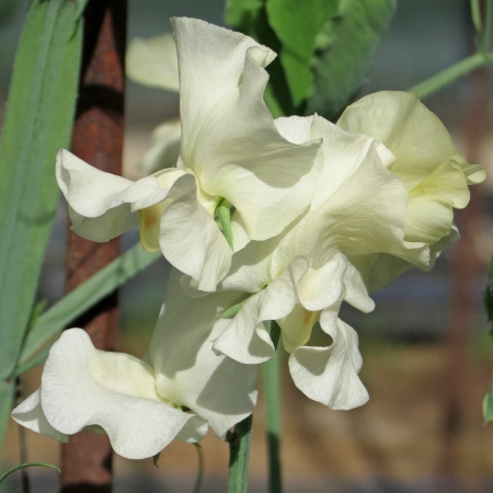 SWEET PEA CASTLE OF MEY