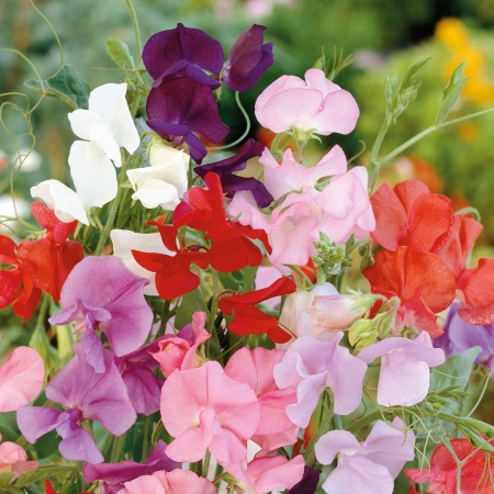 SWEET PEA SCENTED BOUQUET