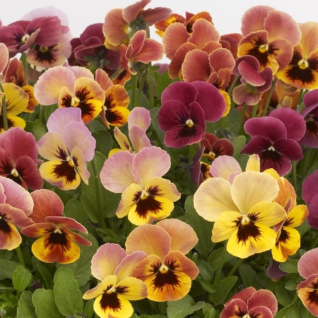 VIOLA PANDORA'S BOX