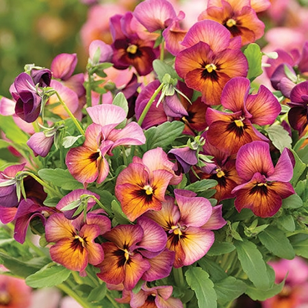 PANSY NATURE MULBERRY SHADES F1