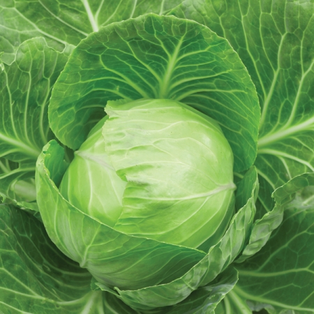 CABBAGE KILASTOR F1