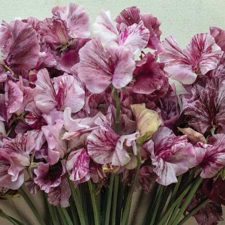 SWEET PEA CHOCOLATE FLAKE