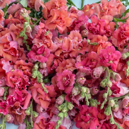 ANTIRRHINUM MADAME BUTTERFLY CHERRY BRONZE