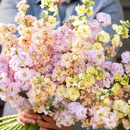 STOCKS SUMMER PASTELS MIXED