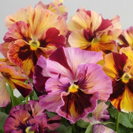 PANSY FLAMENCO TERRACOTTA F1