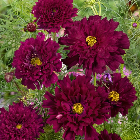 COSMOS DOUBLE BONBON CRANBERRIES