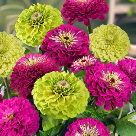 ZINNIA BERRIES 'N' LIME