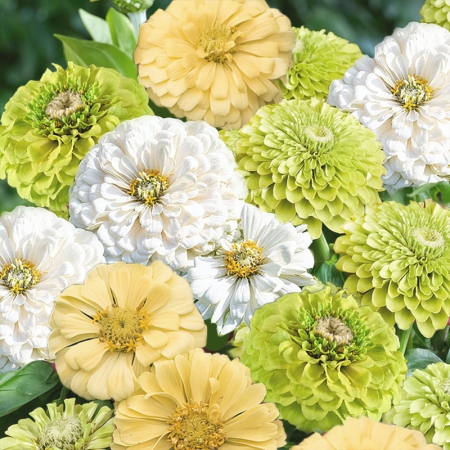 ZINNIA COCONUT LIME
