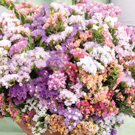LIMONIUM PASTEL MIXED