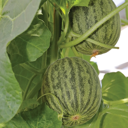 MELON GINGER