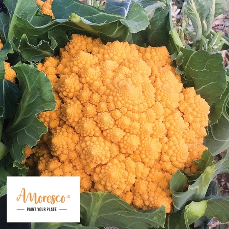 CAULIFLOWER AMORESCO (AMO 125) F1