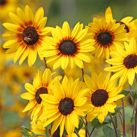 HELIANTHUS SOLUNA GOLD