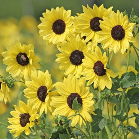 HELIANTHUS SOLUNA LEMON