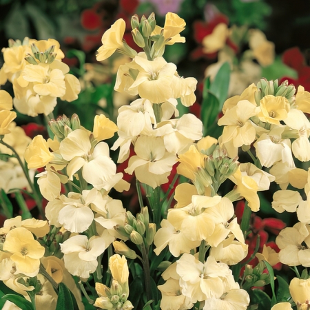 WALLFLOWER COUNTY CREAM