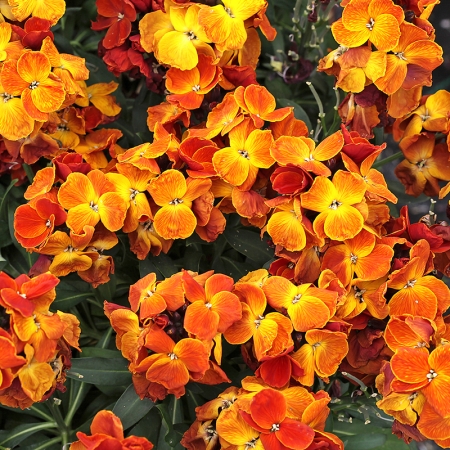 WALLFLOWER SUGAR RUSH ORANGE F1