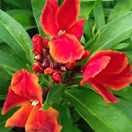 WALLFLOWER FIRE KING