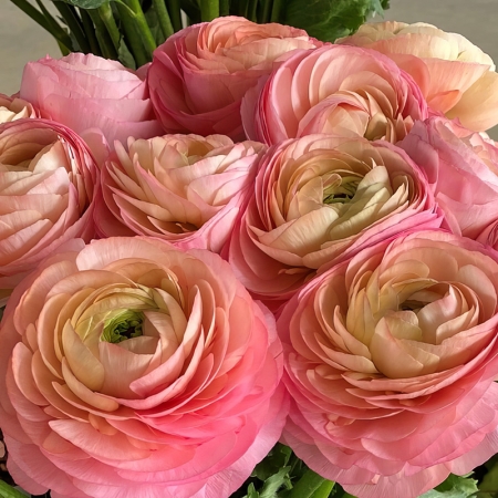 RANUNCULUS CLONI SUCCESS VENERE