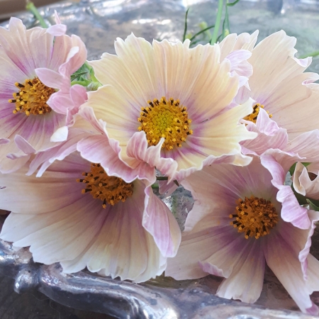 COSMOS APRICOT LEMONADE