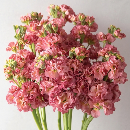 STOCKS STOX ROMANCE ANTIQUE ROSE