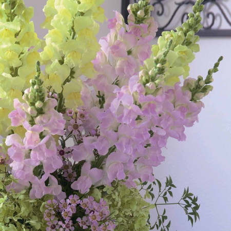 ANTIRRHINUM LEGEND SUGAR CANDY F1