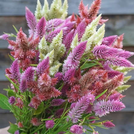 CELOSIA SUMMER SORBET MIXED