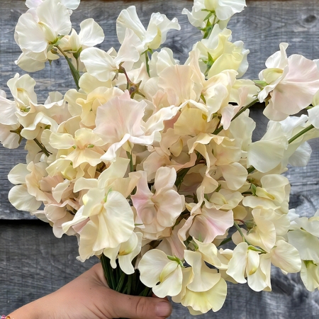 SWEET PEA JULIET