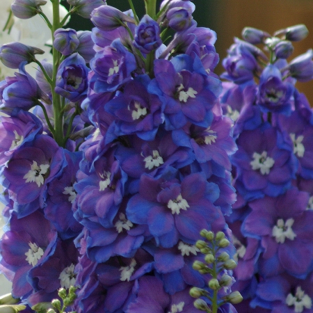 DELPHINIUM GUARDIAN BLUE