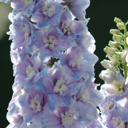 DELPHINIUM GUARDIAN LAVENDER