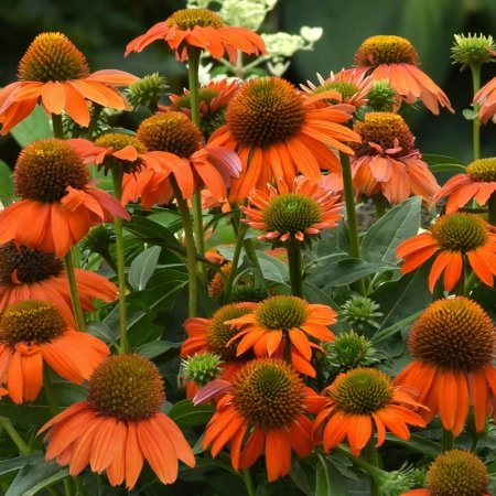 ECHINACEA ARTISAN SOFT ORANGE F1