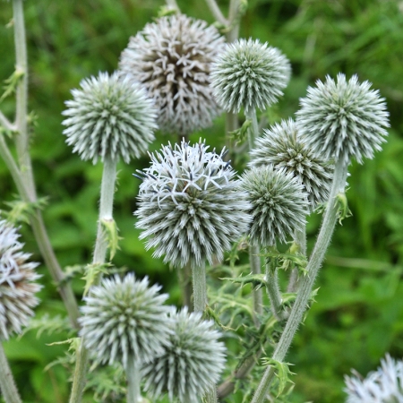ECHINOPS STAR FROST